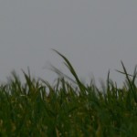 P1180861-150x150 - kopie